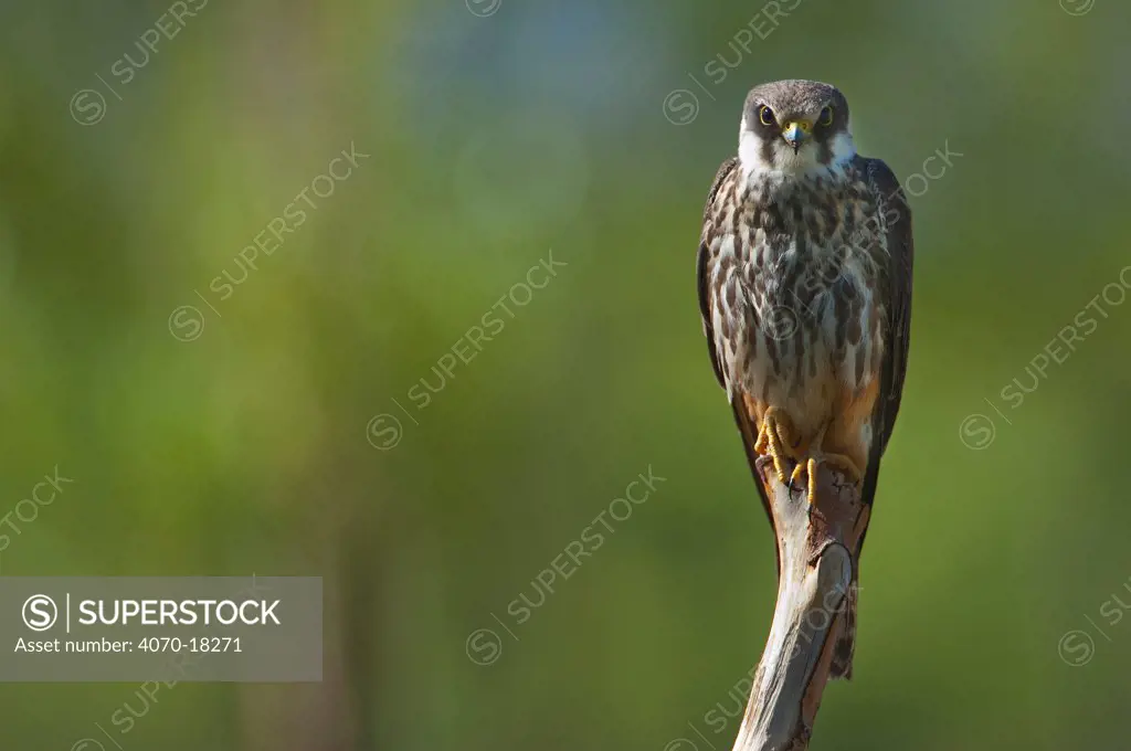Eurasian Hobby (Falco subbuteo) portrait perched on a post, Shey, Ladakh, India, June