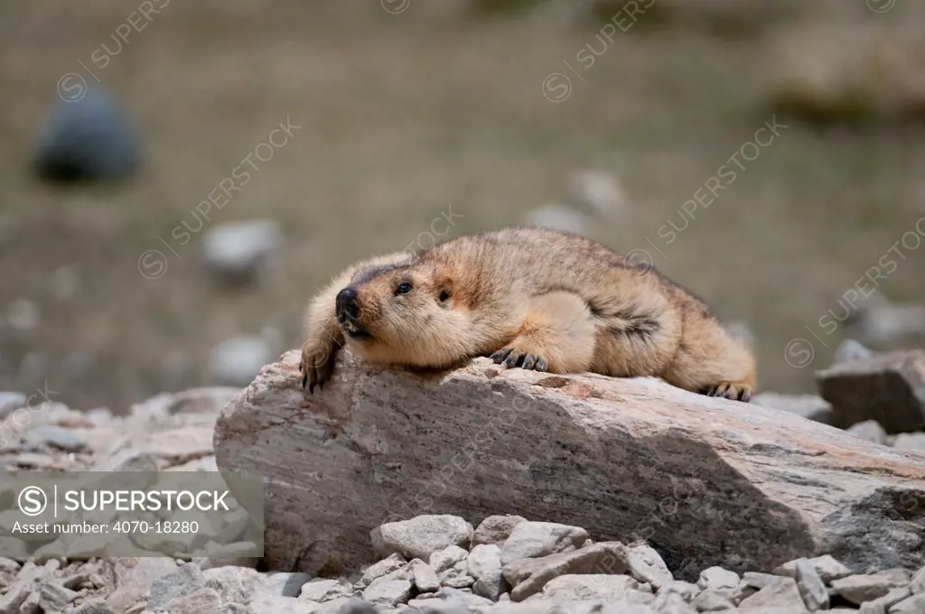 Himalayan Marmots (Marmota himalayana) lying on rock, Ladakh, India