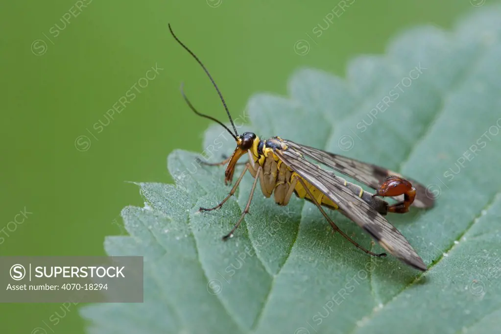 Common Scorpionfly (Panorpa communis) at rest on leaf, Brasschaat, Belgium