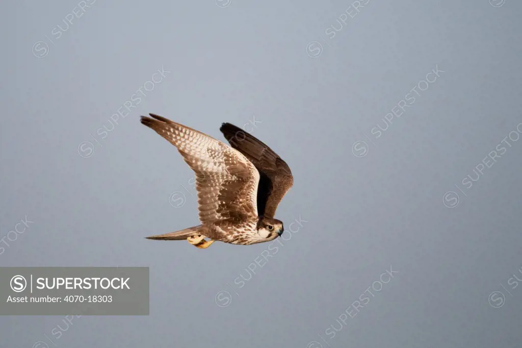 Laggar Falcon (Falco jugger) in flight against grey sky, Rajasthan, India