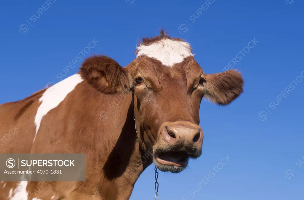 Domestic Guernsey cow chewing the cud Bos taurus} USA 