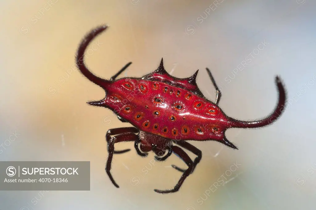 Spiny Orbwever Spider (Gastheracantha cancriformis) on web, Jozani Chwaka Bay NP, Zanzibar, Tanzania