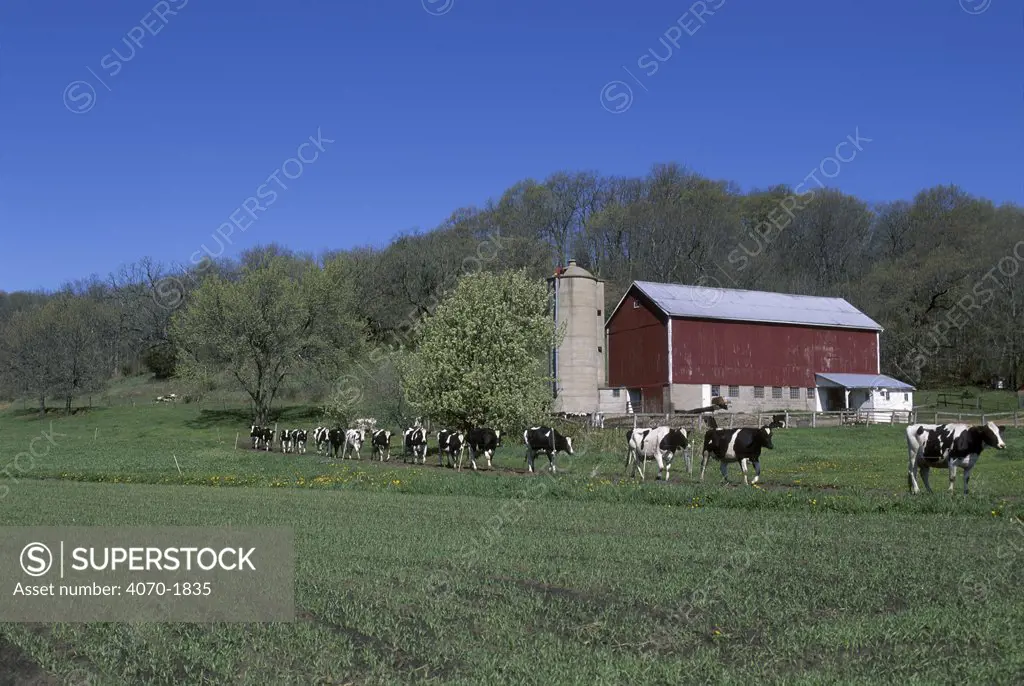 Holstein cattle returning to field from farm Bos taurus} Wisconsin USA