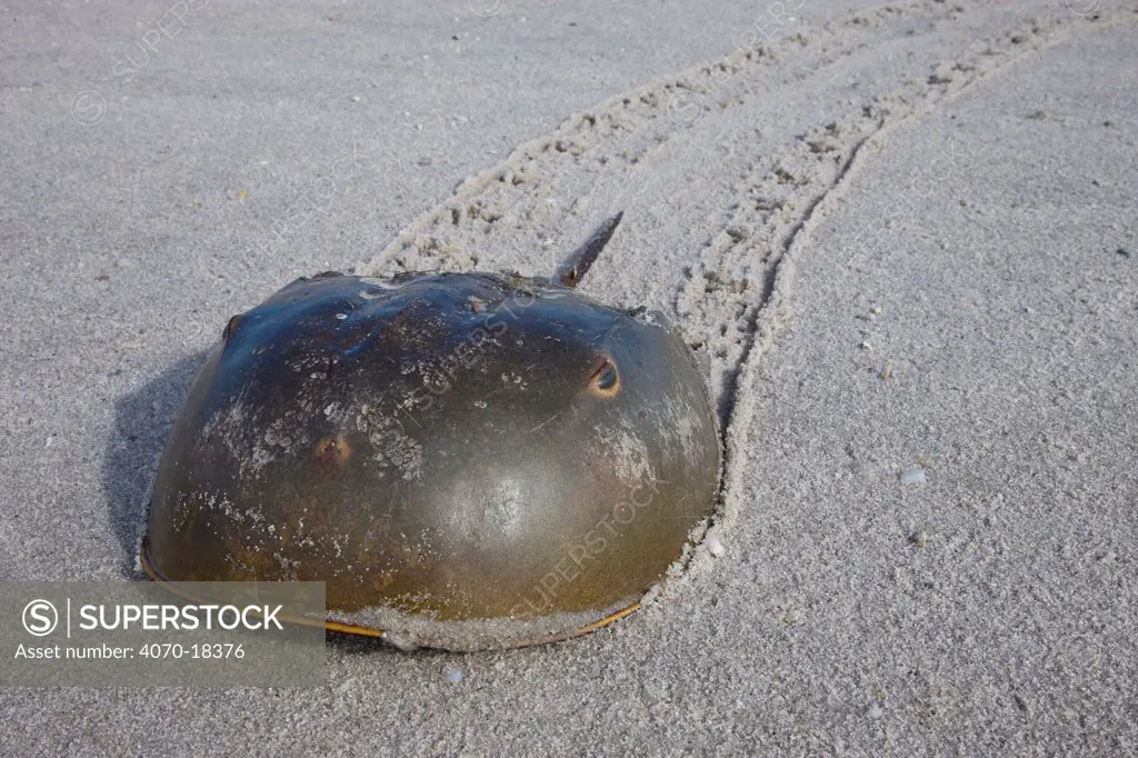 Horseshoe crab (Limulus polyphemus) with trail in sand, Delaware Bay, Delaware, USA, May