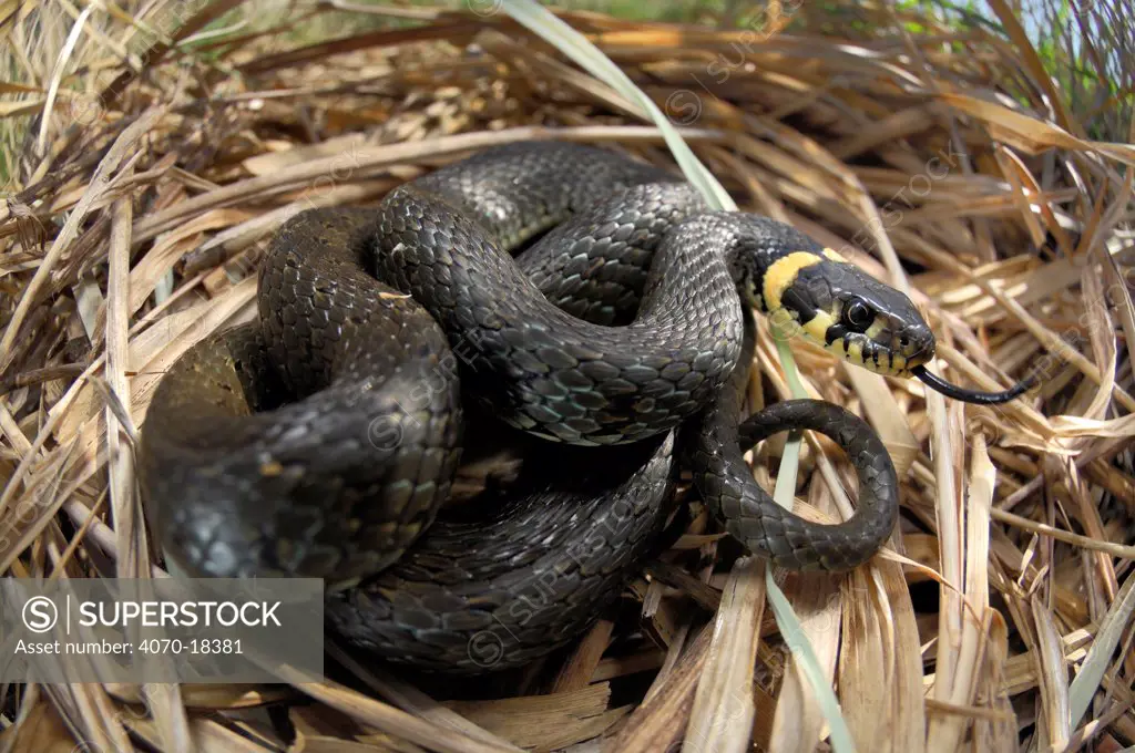 Grass snake (Natrix natrix) coiled up and flicking tongue