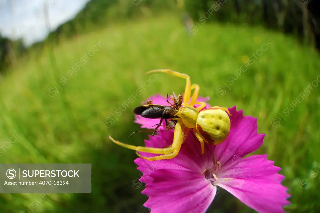 Goldenrod spider (Misumena vatia) females feeding on beetle, sitting on pink Carnations, Germany