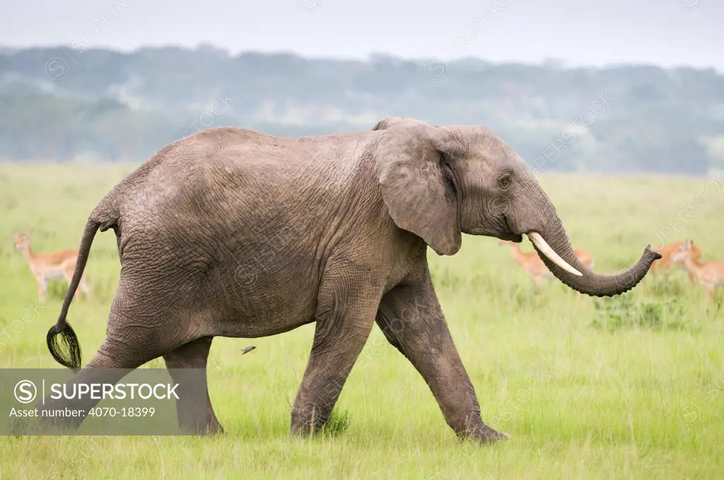 African elephant (Loxodonta africana) walking, Queen Elizabeth National Park, Uganda, Vulnerable species, October