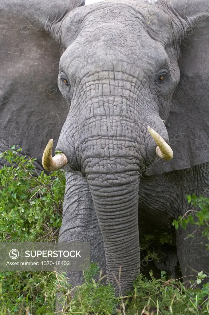 African elephant (Loxodonta africana) browsing, Queen Elizabeth National Park, Uganda, Africa, Vulnerable species, October
