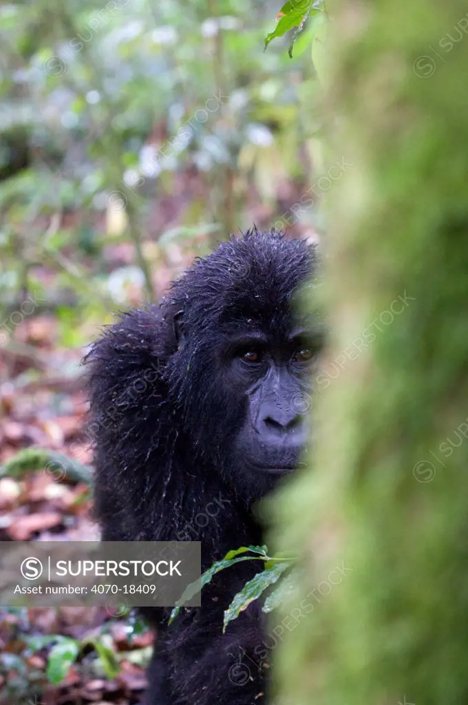 Mountain gorilla (Gorilla beringei beringei) Bwindi Impenetrable Forest, Uganda, Endangered / threatened species, October