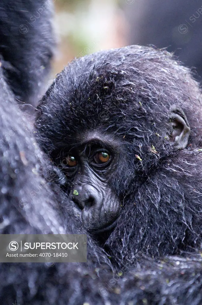 Mountain gorilla (Gorilla beringei beringei) baby, Bwindi Impenetrable Forest, Uganda, Endangered / threatened species, October