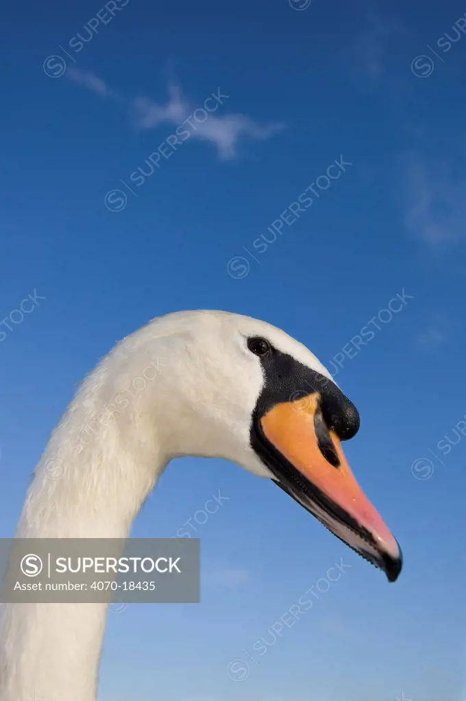 Mute swan (Cygnus olor) head, Slimbridge, Gloucestershire, UK, Septermber