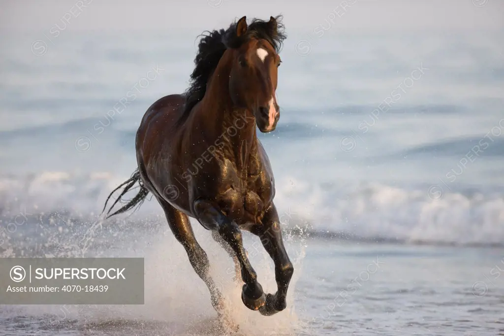 Summerland Beach, Ojai, CA, horse, purebred bay Azteca stallion running in water