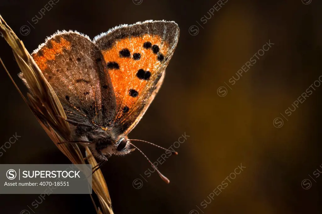 Small copper butterfly (Lycaena philaeas). Peak District NP, Derbyshire, UK, September.