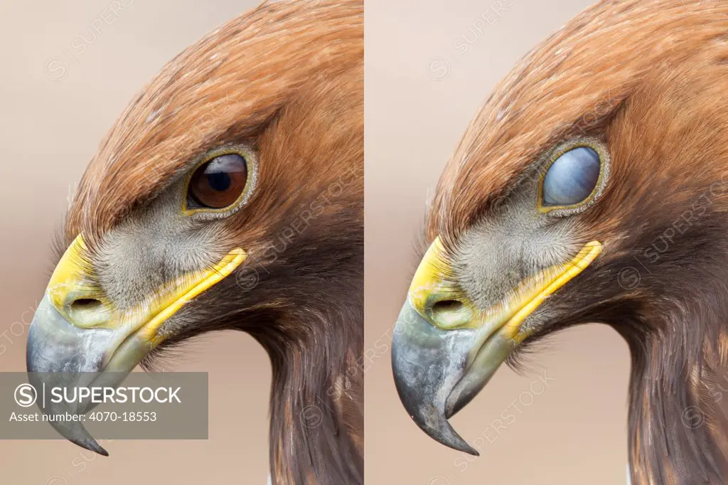 Golden eagle (Aquila chrysaetos) sequence showing protective nictitating membrane over eye. Captive bird, UK.
