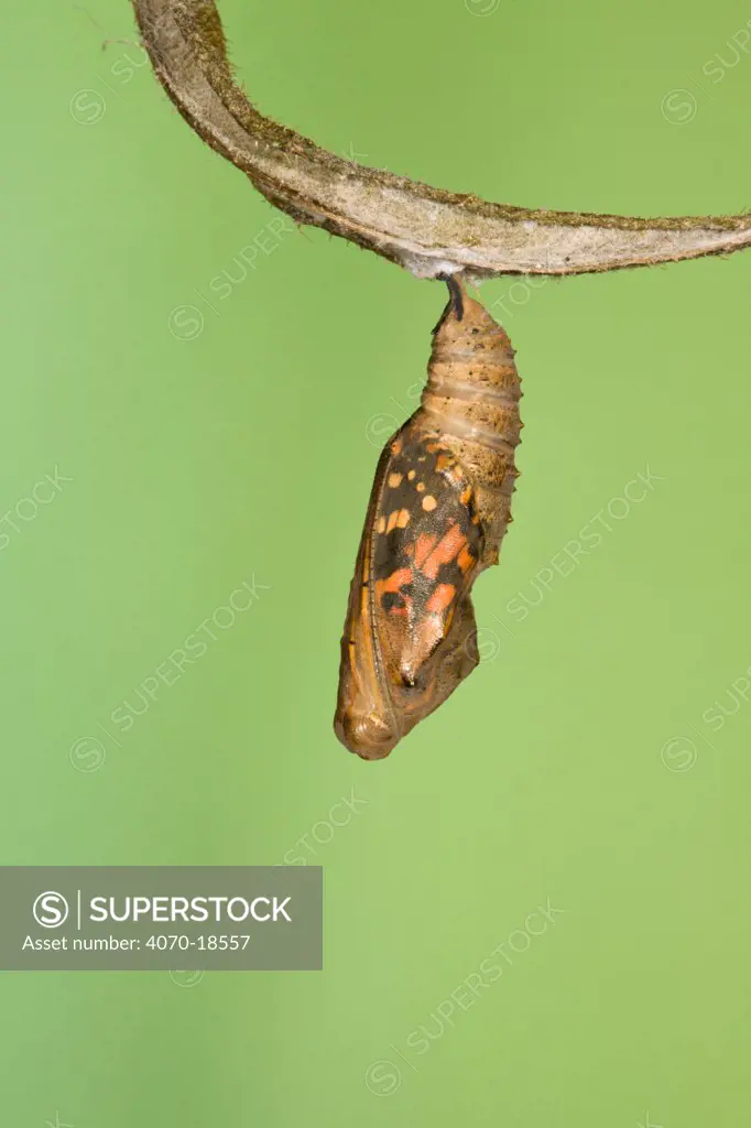 Painted lady butterfly (Vanessa / Cynthis cardui) emerging from chrysalis. Sequence 1/14.
