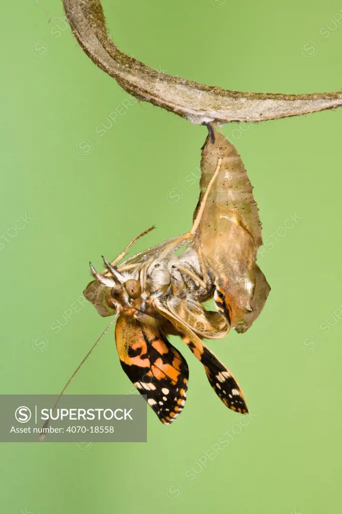 Painted lady butterfly (Vanessa / Cynthis cardui) emerging from chrysalis. Sequence 10/14.