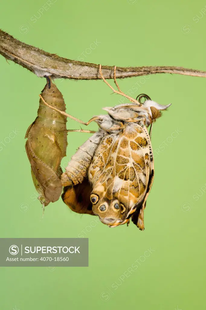 Painted lady butterfly (Vanessa / Cynthis cardui) emerging from chrysalis. Sequence 12/14.