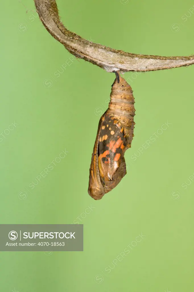 Painted lady butterfly (Vanessa / Cynthis cardui) emerging from chrysalis. Sequence 2/14.