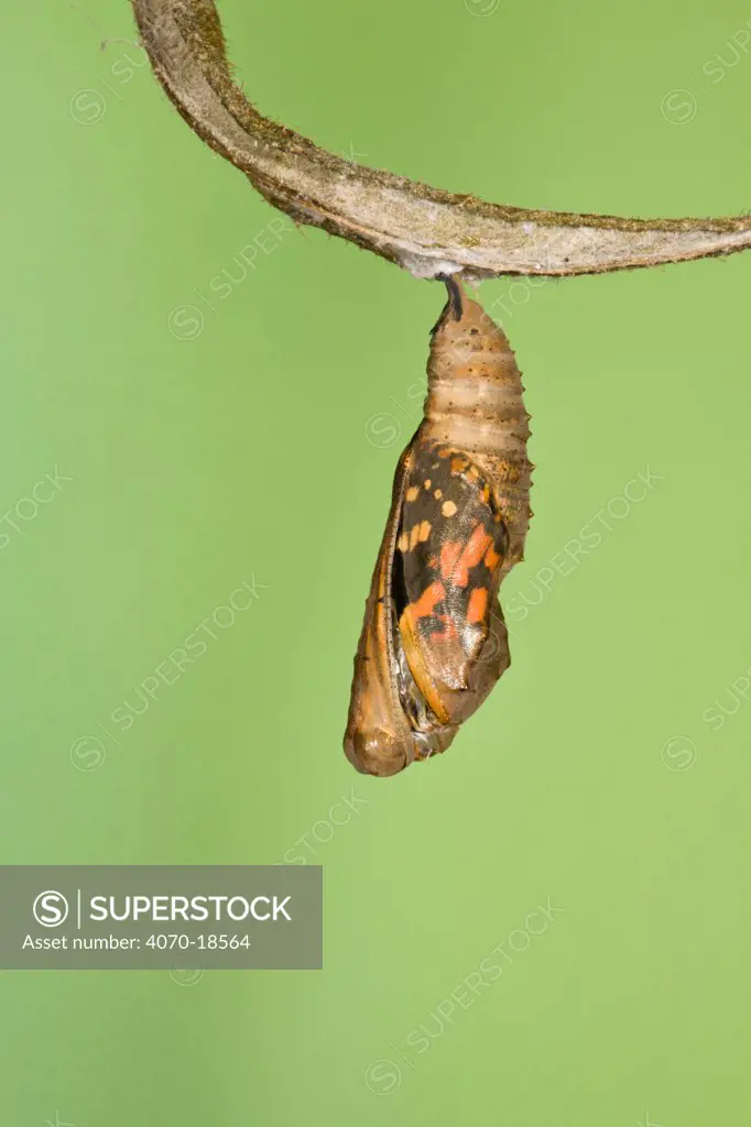 Painted lady butterfly (Vanessa / Cynthis cardui) emerging from chrysalis. Sequence 3/14.