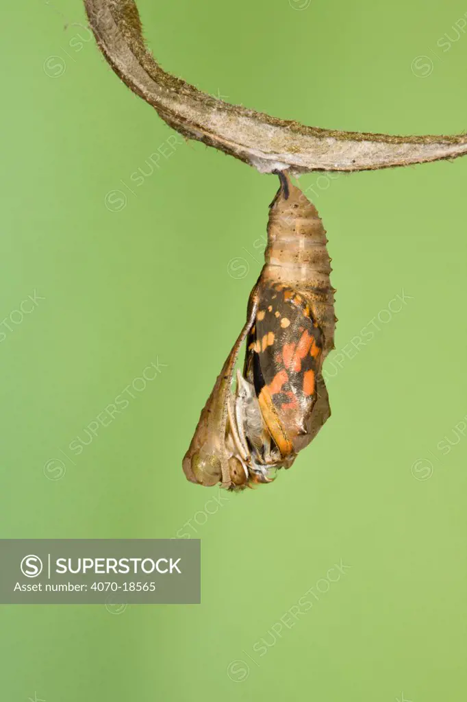 Painted lady butterfly (Vanessa / Cynthis cardui) emerging from chrysalis. Sequence 4/14.