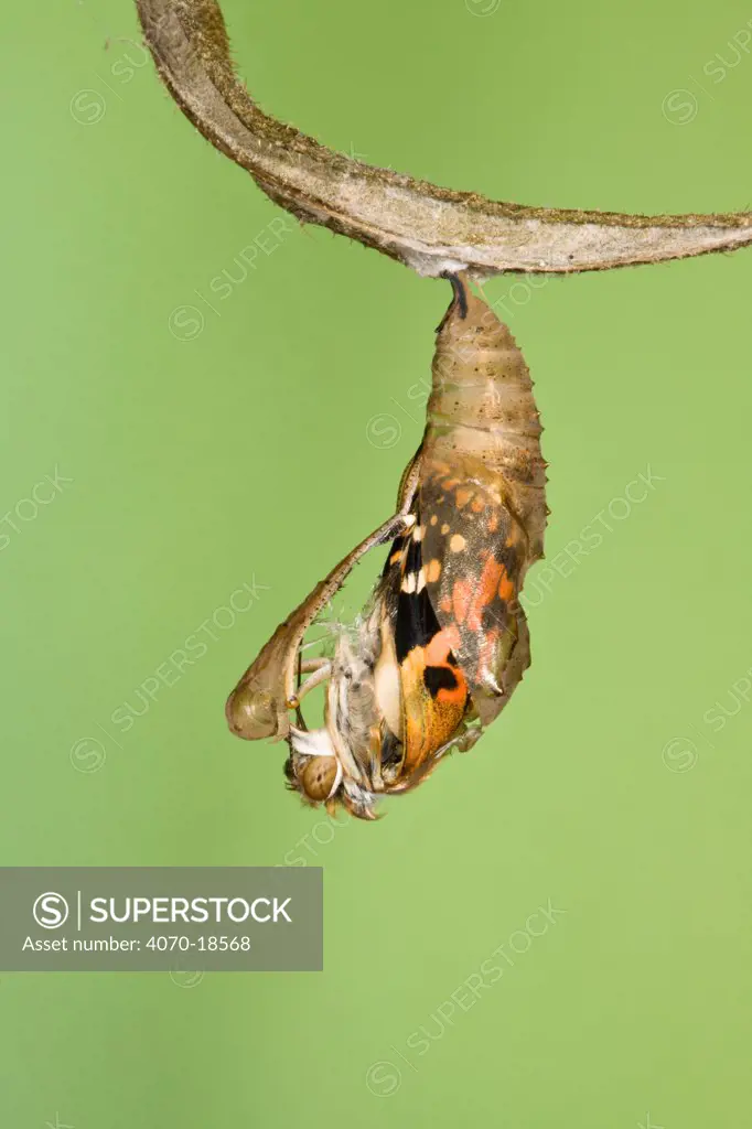 Painted lady butterfly (Vanessa / Cynthis cardui) emerging from chrysalis. Sequence 7/14.