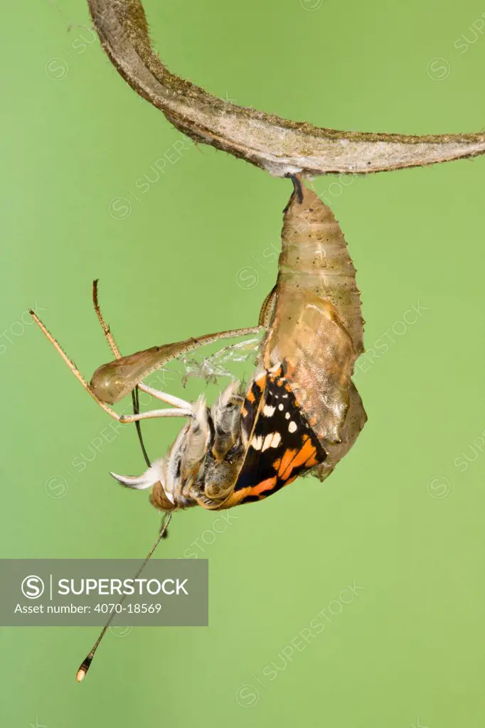 Painted lady butterfly (Vanessa / Cynthis cardui) emerging from chrysalis. Sequence 8/14.