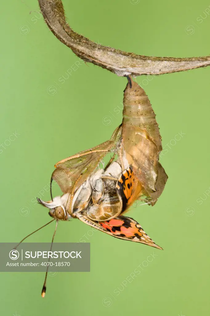 Painted lady butterfly (Vanessa / Cynthis cardui) emerging from chrysalis. Sequence 9/14.