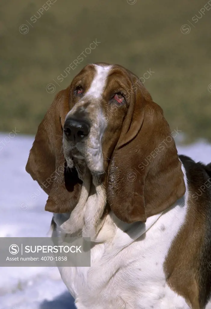 Basset hound Canis familiaris} USA 