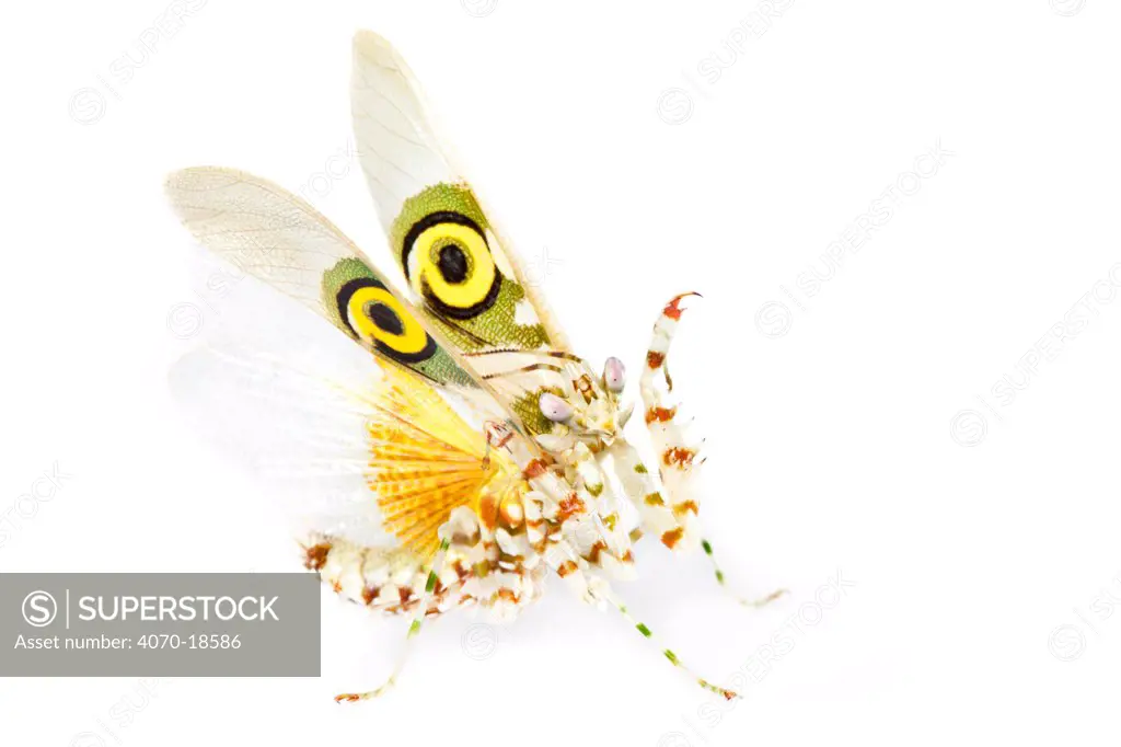 Spiny flower mantis (Pseudocreobotra wahlbergii) in threat display with wings extended showing eye spots on wing cases. Captive, originating from Africa.