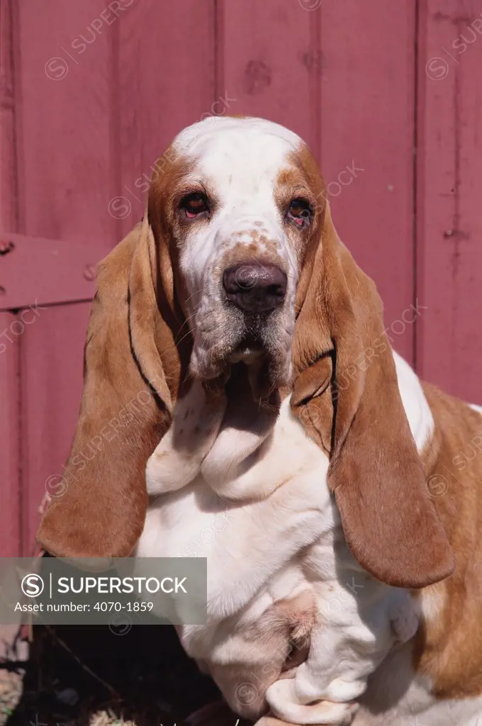 Basset hound breed, USA, North America