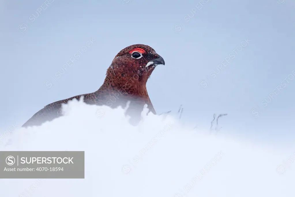 Red grouse male (Lagopus lagopus scoticus) on snow-covered moorland. Kinder Scout, Peak District National Park, Derbyshire, UK, February.