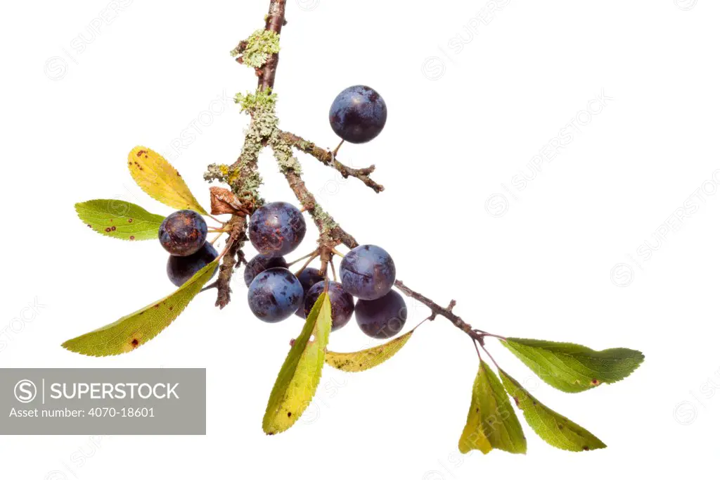 Blackthorn berries / sloeberries / sloes (Prunus spinosa).