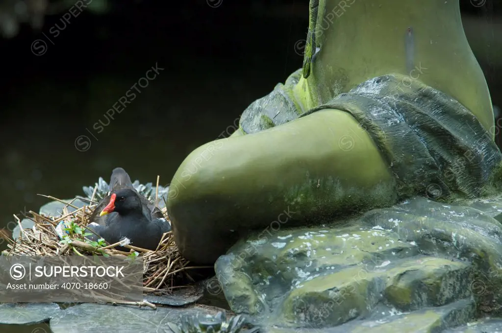 Common Moorhen (Gallinula chloropus) nesting at the base of statue. The Netherlands, July.