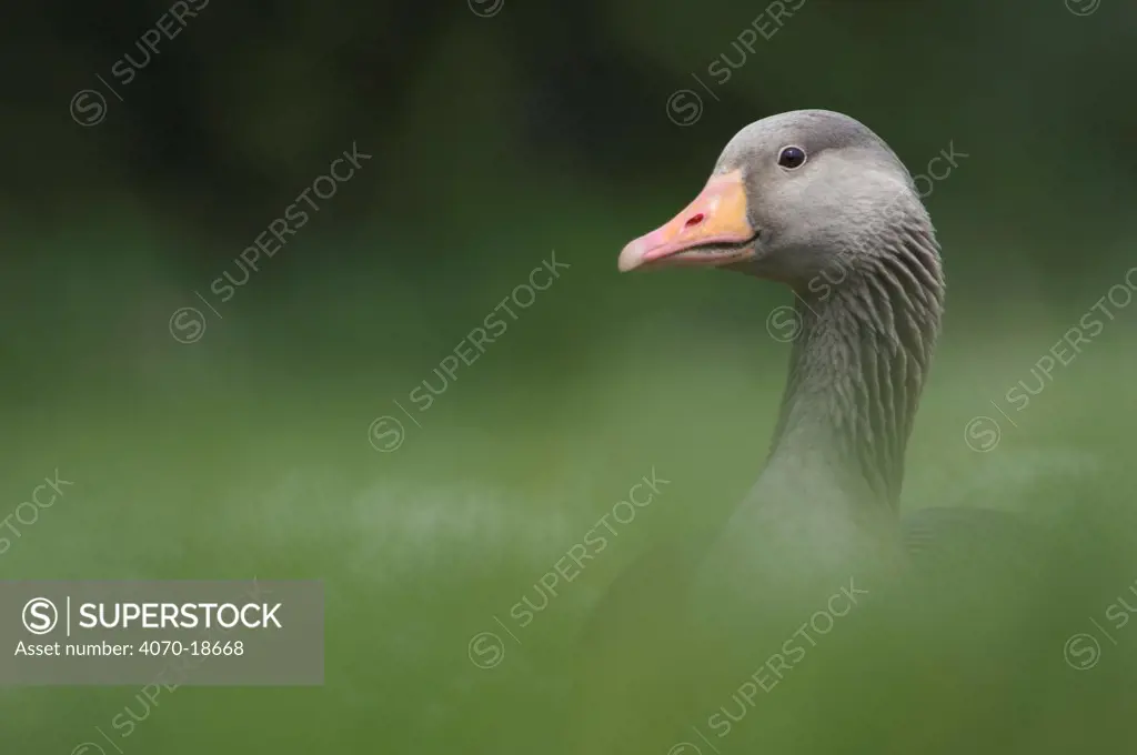Greylag Goose (Anser anser) through grass. The Netherlands, July.