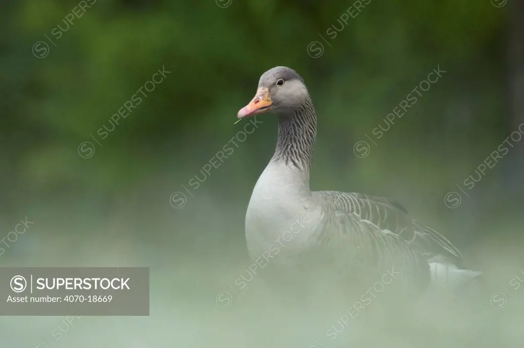 Greylag Goose (Anser anser) seen through grass. The Netherlands, July.