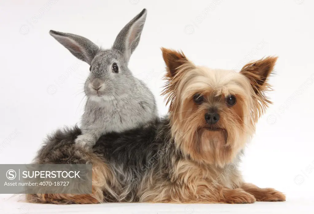 Yorkshire Terrier and young silver rabbit.