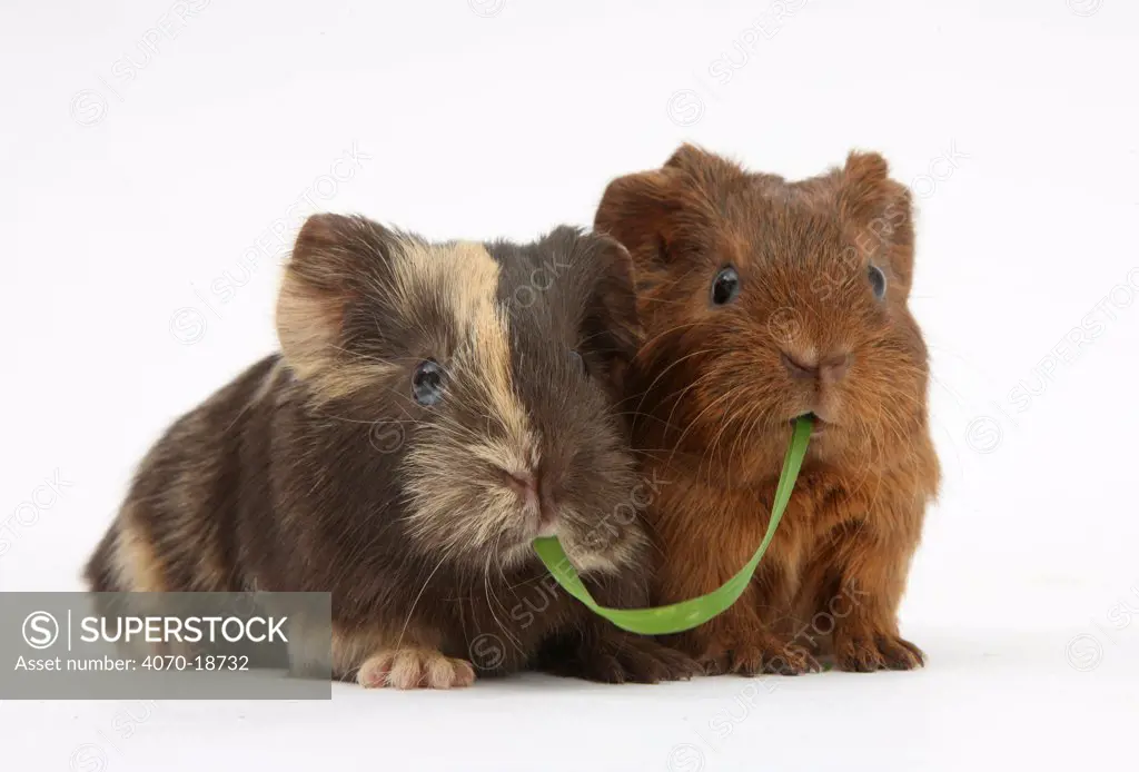 Two baby guinea pigs sharing a piece of grass.