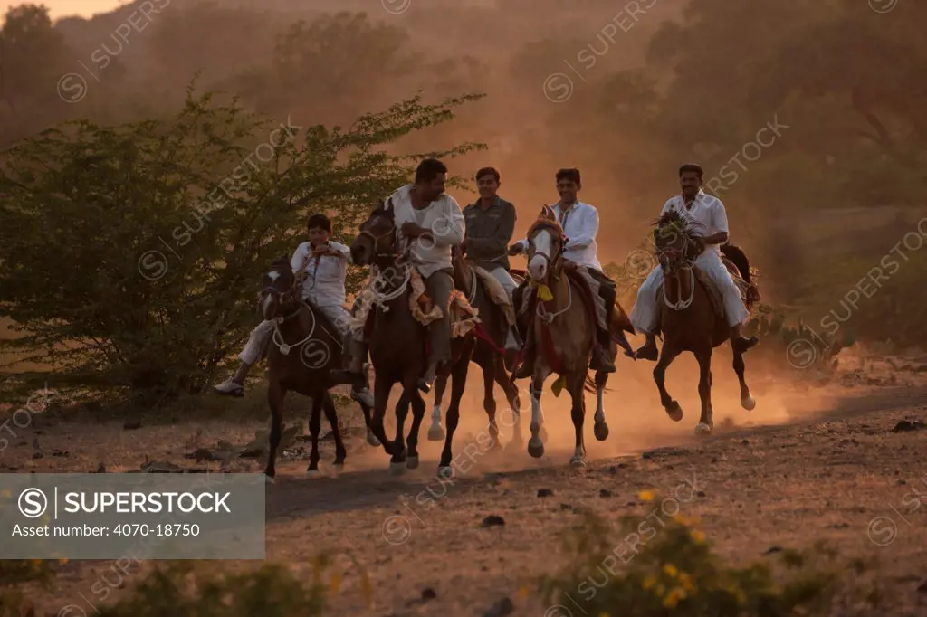 A group of traditionally dressed men and boys, mounted on Kathiawari mares, galloping at sunset, Gujarat, India, January 2011