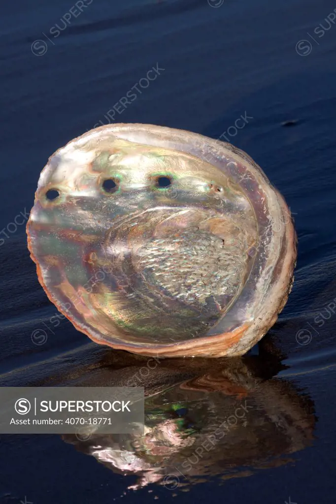 Red Abalone (Haliotis rufescens) shell interior showing nacreous mother of pearl. Santa Barbara, California, USA, February.