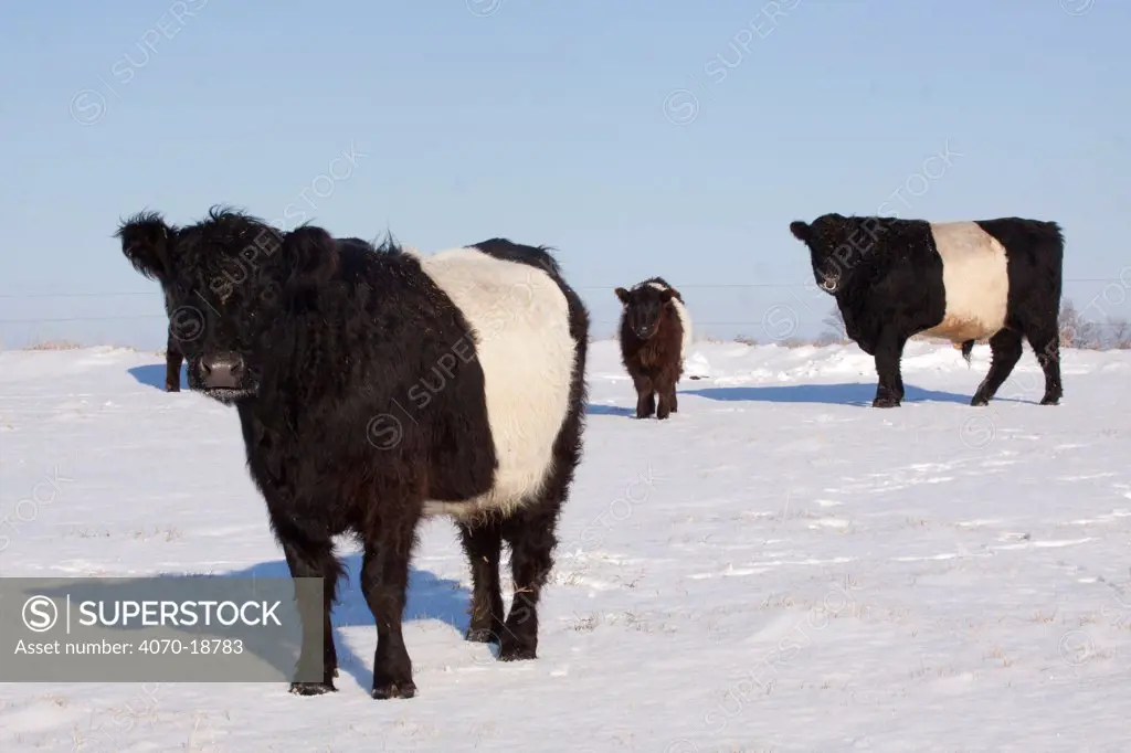 Belted Galloway Cow (Bos taurus) and calf and bull (far right) on snow-covered pasture. Belvidere, Illinois, USA, December.