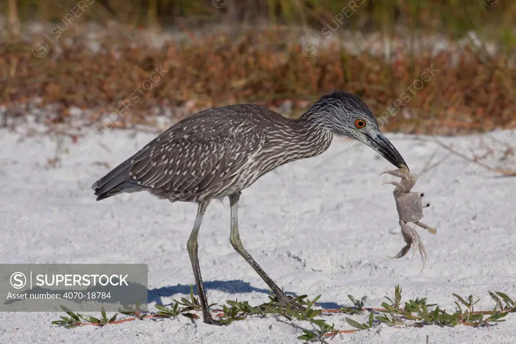 Yellow-Crowned Night Heron (Nyctanassa / Nycticorax violacea) sub-adult with caught ghost crab on beach dune. Tampa Bay, Florida, USA, November.