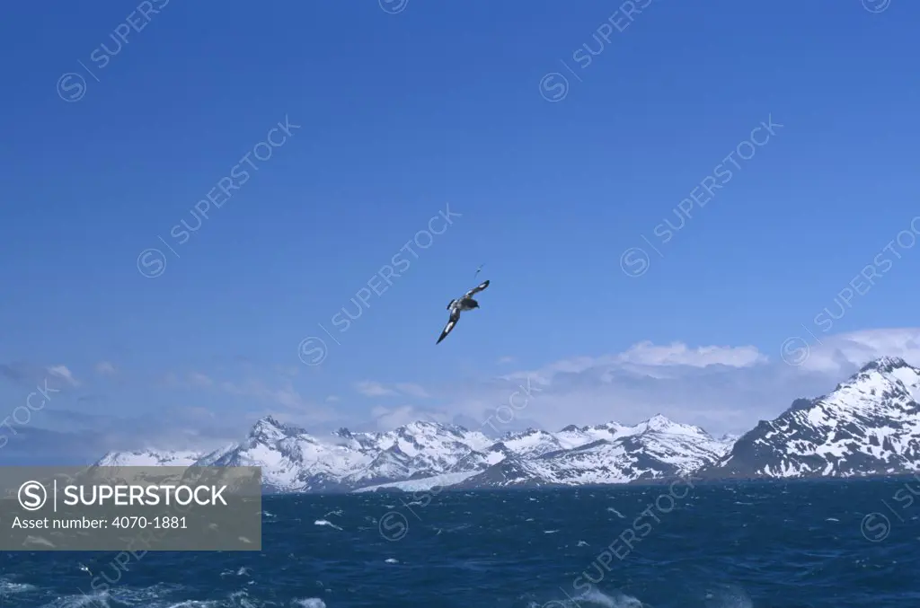 Pintado petrel flying over choppy sea surface Daption capense} South Georgia Islands