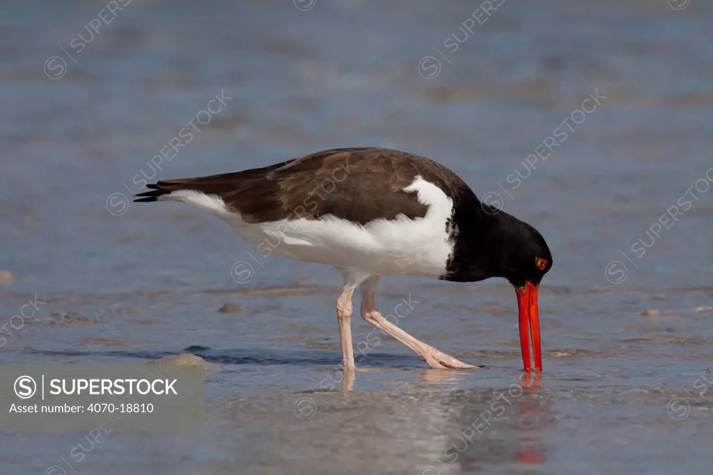 American Oystercatcher (Haematopus palliatus) probing sand for invertebrate prey. Dunedin, Florida, USA, November.