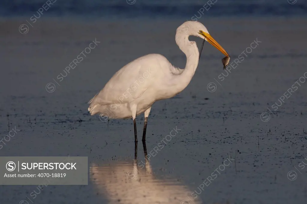 Great Egret (Ardea / Casmerodius alba) adult in non-breeding plumage, with fish it has plucked from sea grass bed at low tide. Tarpon Springs, Florida, USA, November.