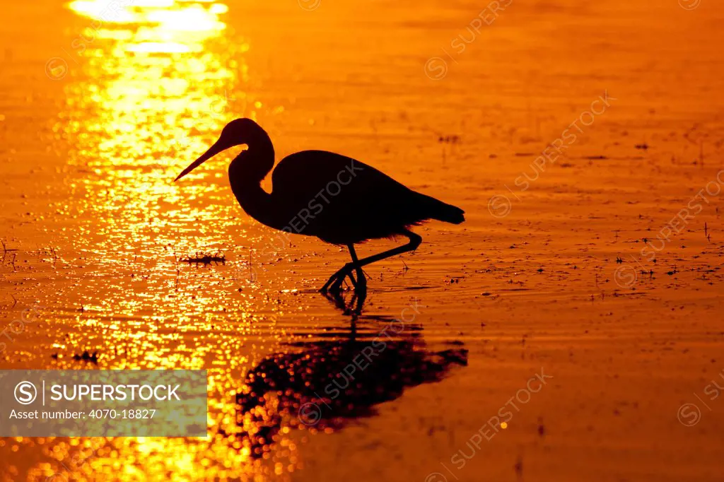 Tricolored Heron (Egretta tricolor) silhouetted at dawn. Dunedin, Florida, USA, November.