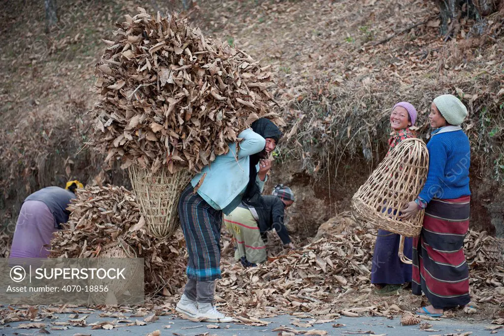 Mompa women collecting dead leaves and ferns. Later they will mix it with domestic pig dung to obtain a natural fertilizer. Between Dirang and Mandala, Arunachal Pradesh, India.
