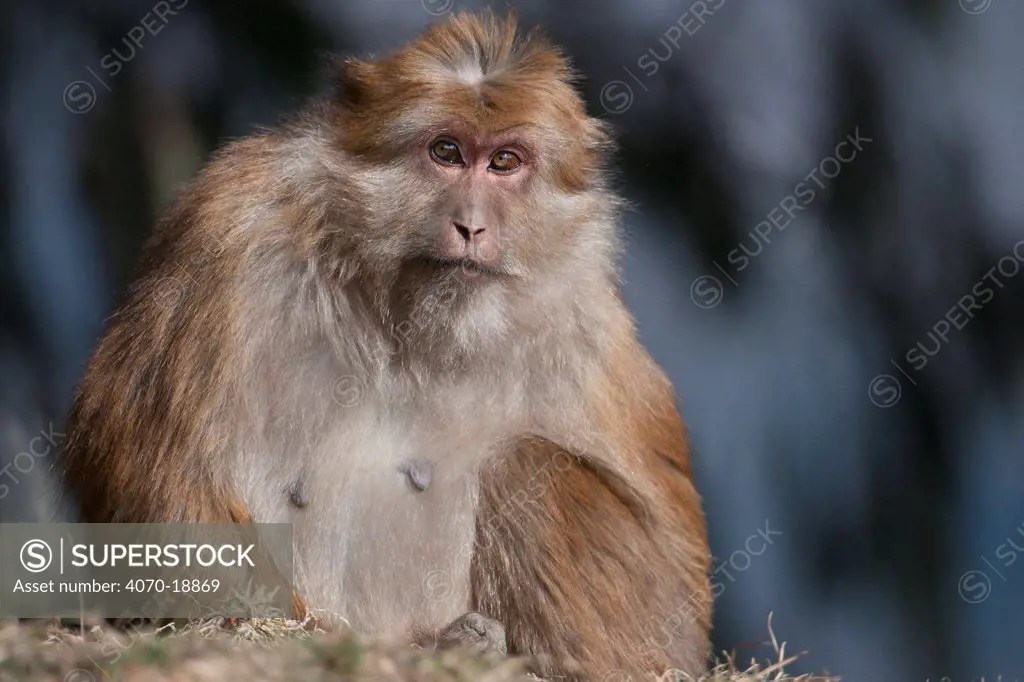 Portrait of an Assamese Macaque (Macaca assamensis). Tawang, Arunachal Pradesh, India, February.