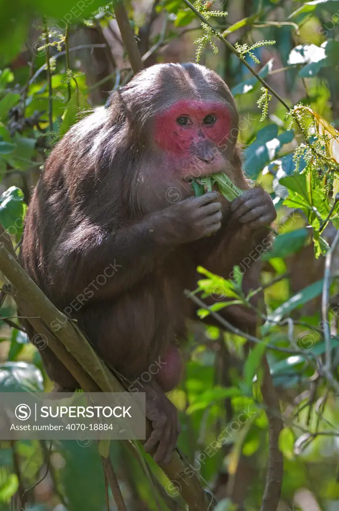 Stump-tailed Macaque (Macaca arctoides) adult eating leaves. Assam, India, February.