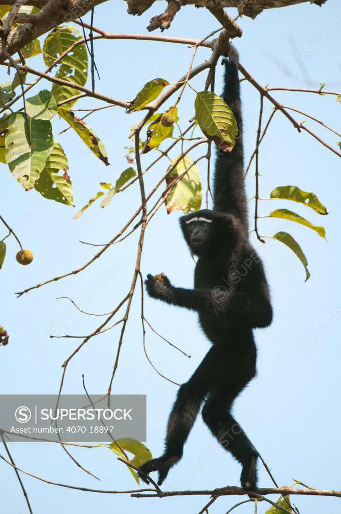 Hoolock Gibbon (Hylobates hoolock) male hanging from a branch. Assam, India, February.