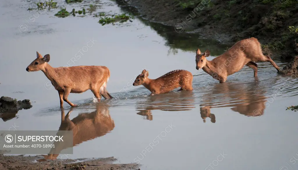 Hog Deer (Cervus / Axis / Hyelaphus porcinus) crossing a stream. Kaziranga National Park, Assam, India, February.